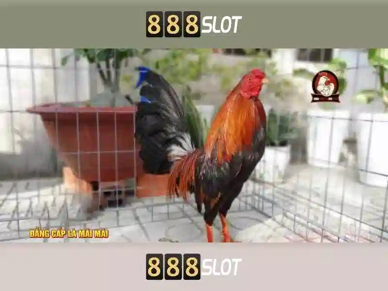 Tiện ích và trò chơi có sẵn